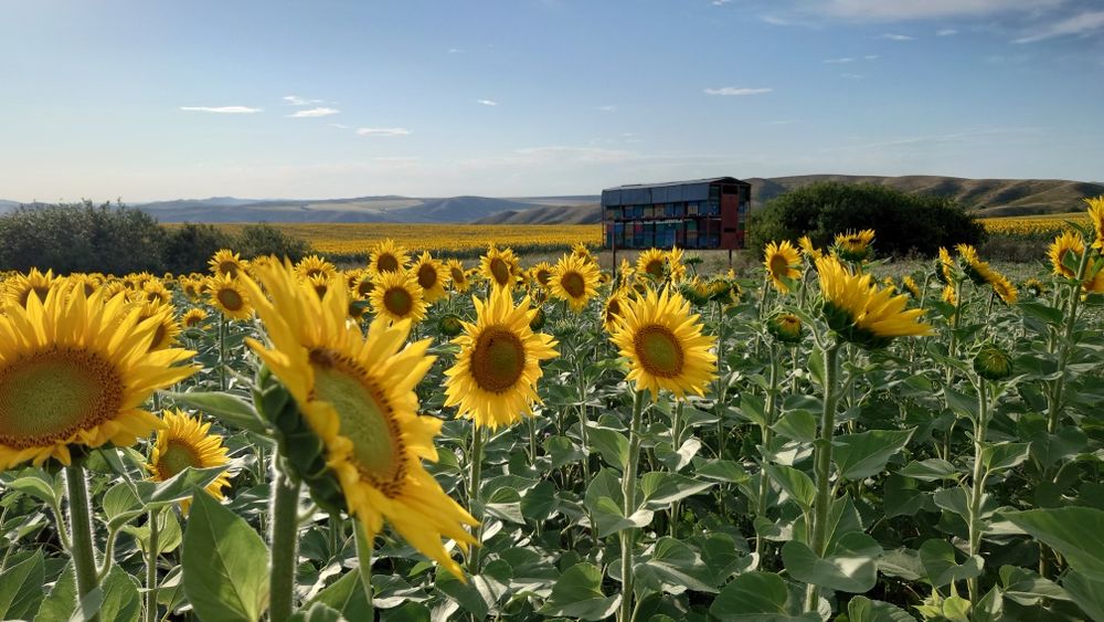 Мёд с горной пасеки.