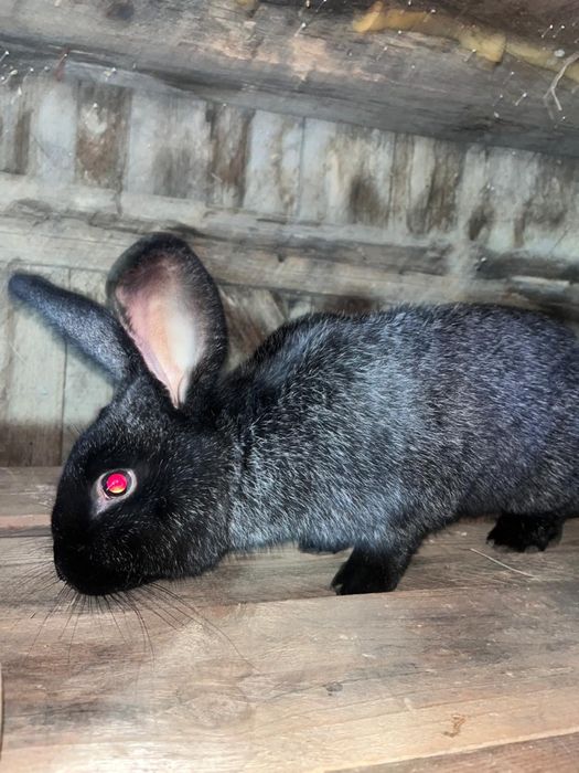 Продам Крола