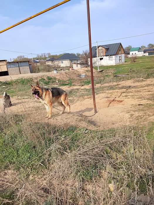 Немецкий овчарка