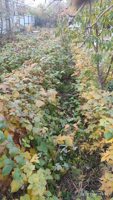 Продам саженцев малины