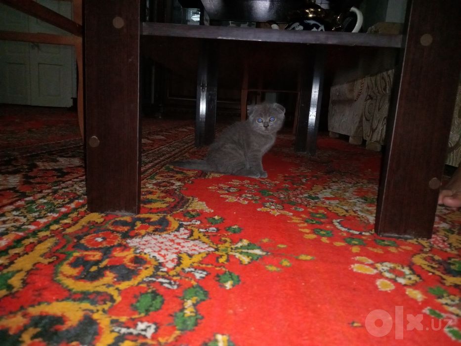 Mushuk Scottish fold
