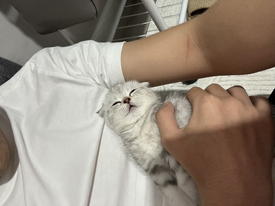 Шотландские вислоухие котята