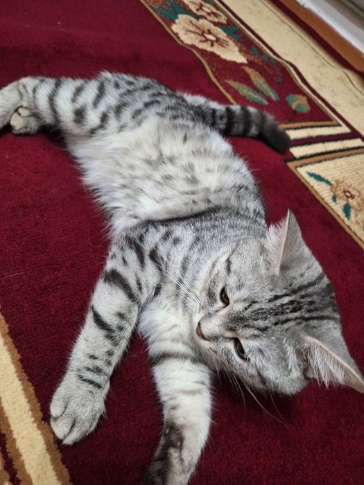 Прямоухии шотлан код.Вязка