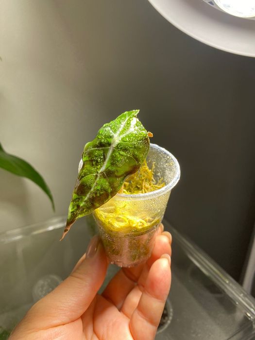 Алоказии ,комнатные цветы