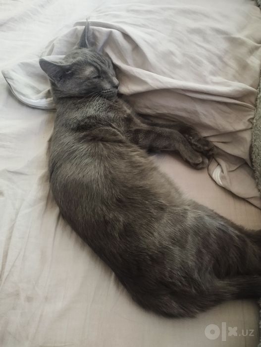 Отдаем котенка в добрые руки