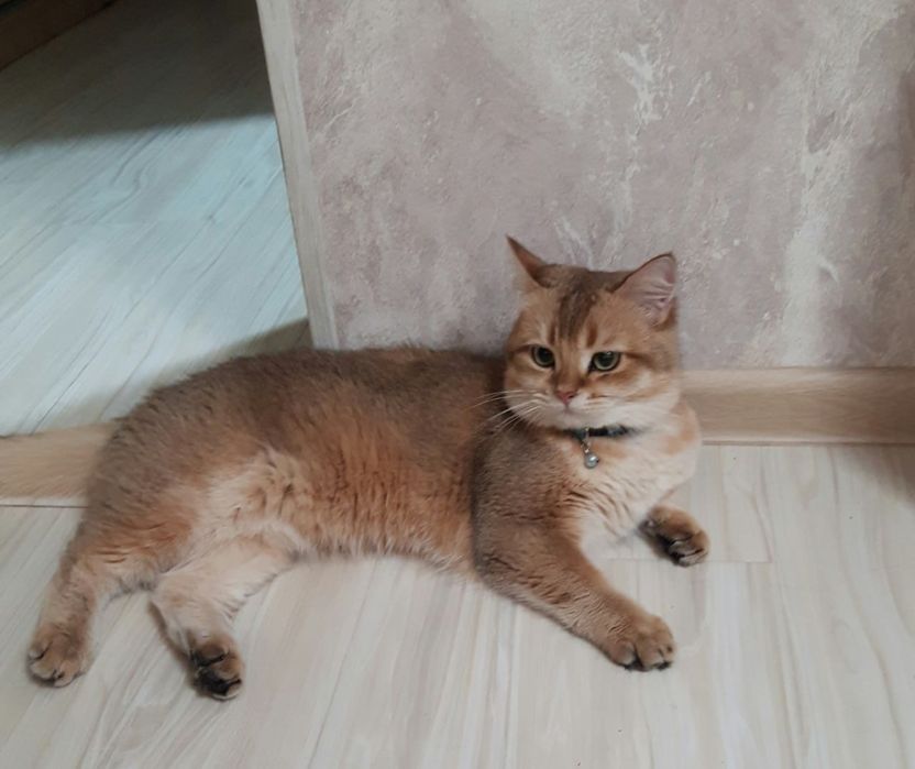 Продаются британские котята,золотые шиншиллы