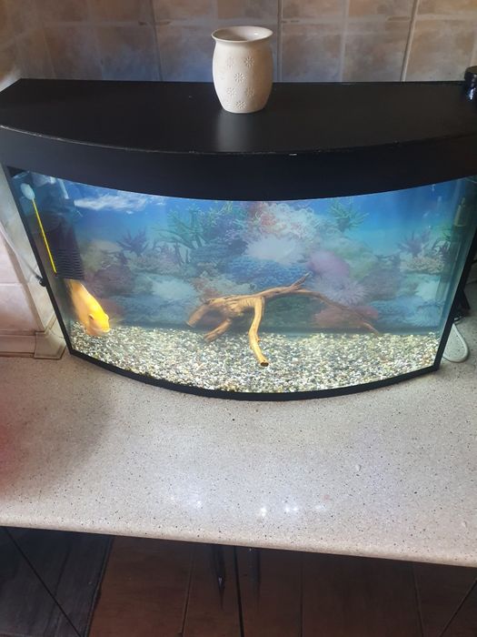 Аквариумистика аквариум