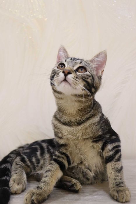 Девочки сестрички любящем хозяевам