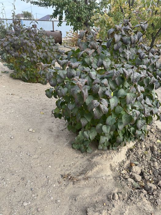 Сирень талы бар 3- жылдық,өздеріңіз қазып алып кетесіздер!