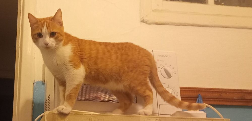 Пропал котик помогите