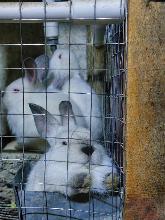 kalifornia quyonlari