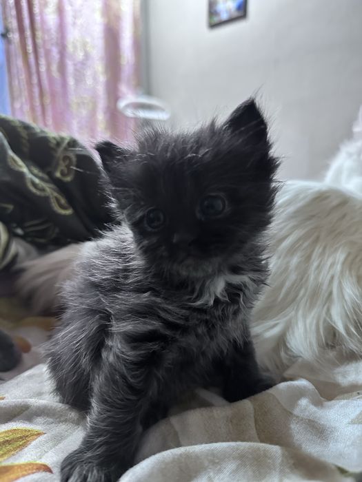 Отдам в добрые руки котят