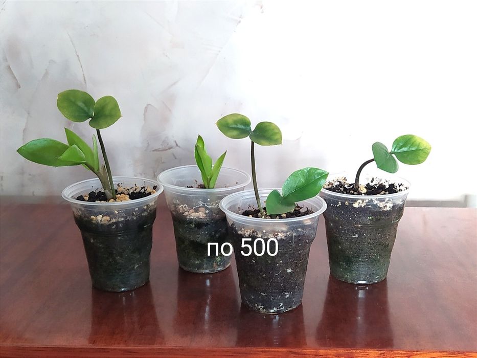 Цветы комнатные разные