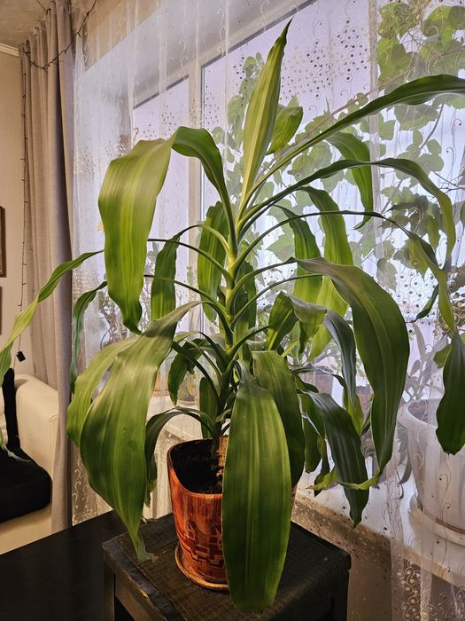 Комнатные цветы растения домой и в офис