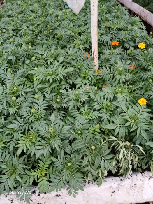 Vand flori de primavara