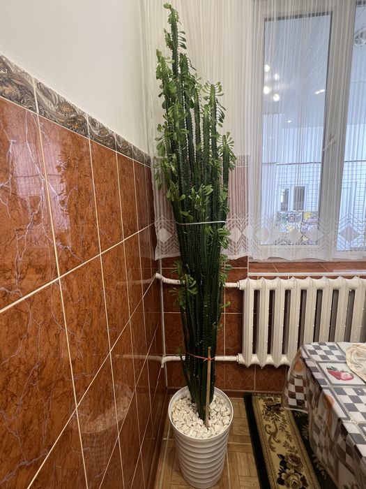 Комнатные цветы Разных сортов