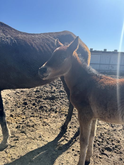 Ағылшын биі құлынымен сатылады