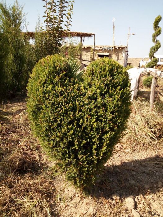 Gazon urugʼi va tayyori bor gullar daraxtlar to