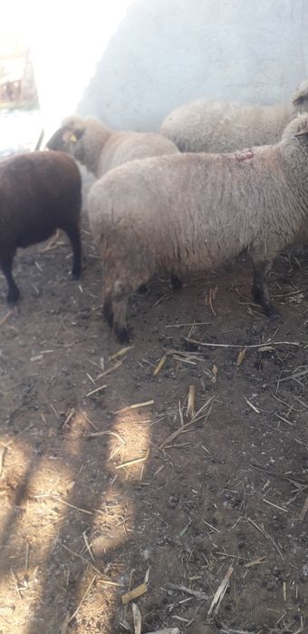 Vand sau schimb cu vitei  oi tinere pentru tinut.