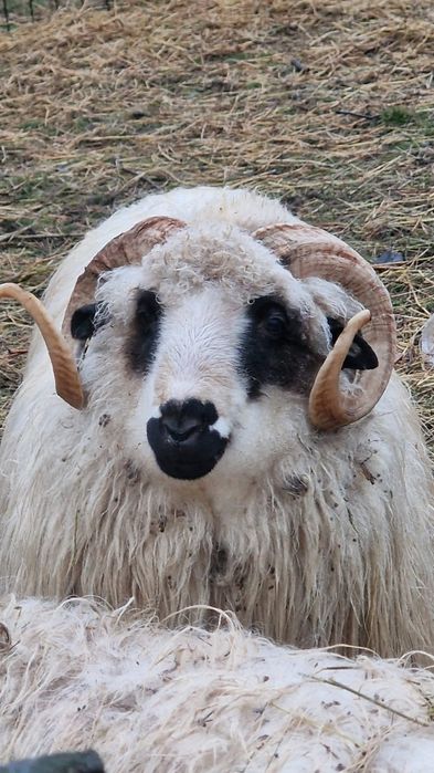 Vând berbec țurcan