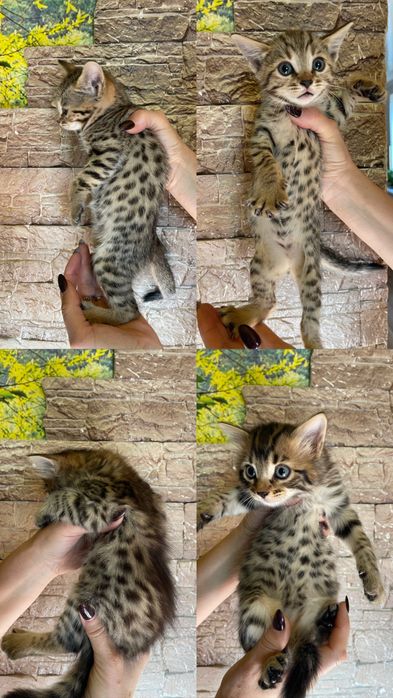 Бенгальские котята