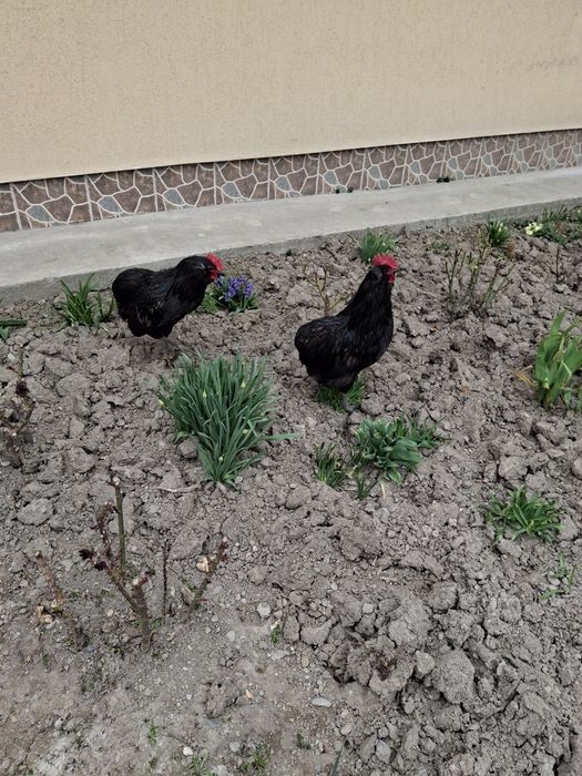 Vând cocoș Araucana