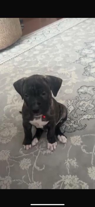 Стаффордширский терьер