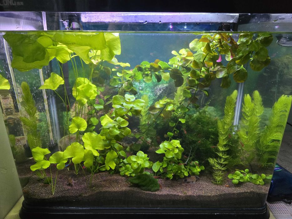 Аквариум- травник заводского изготовления
