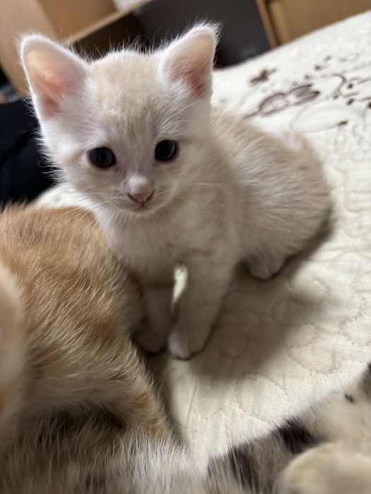 Отдам котенка( Девочка)