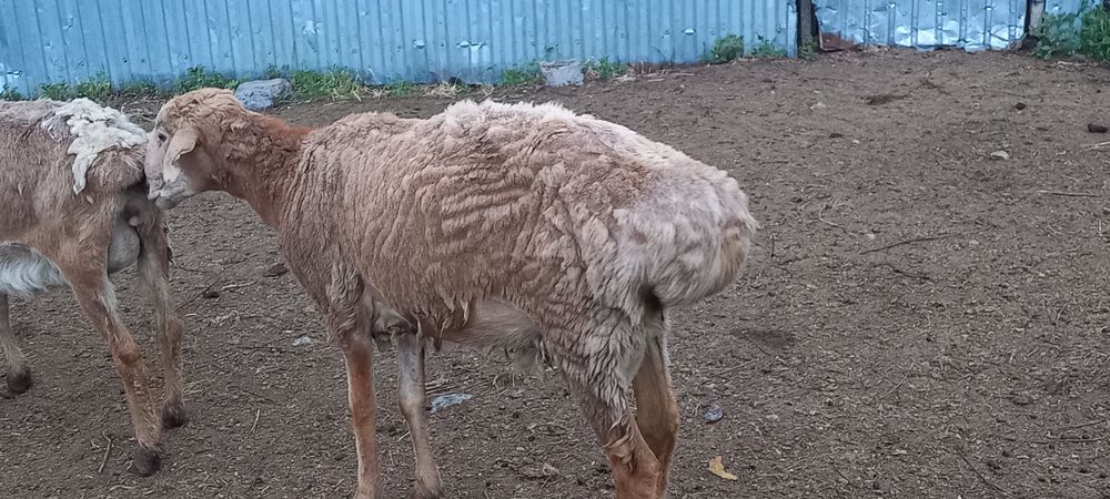 Продам қошқара едилбай