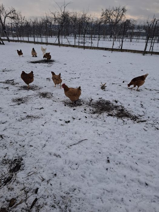 Vând gaini și puici