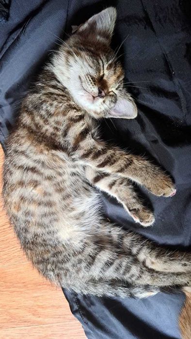 Котята ищут добрые руки