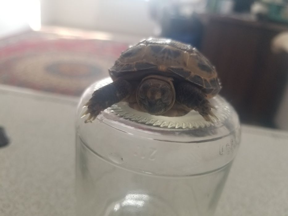 черепашка только в добрые руки