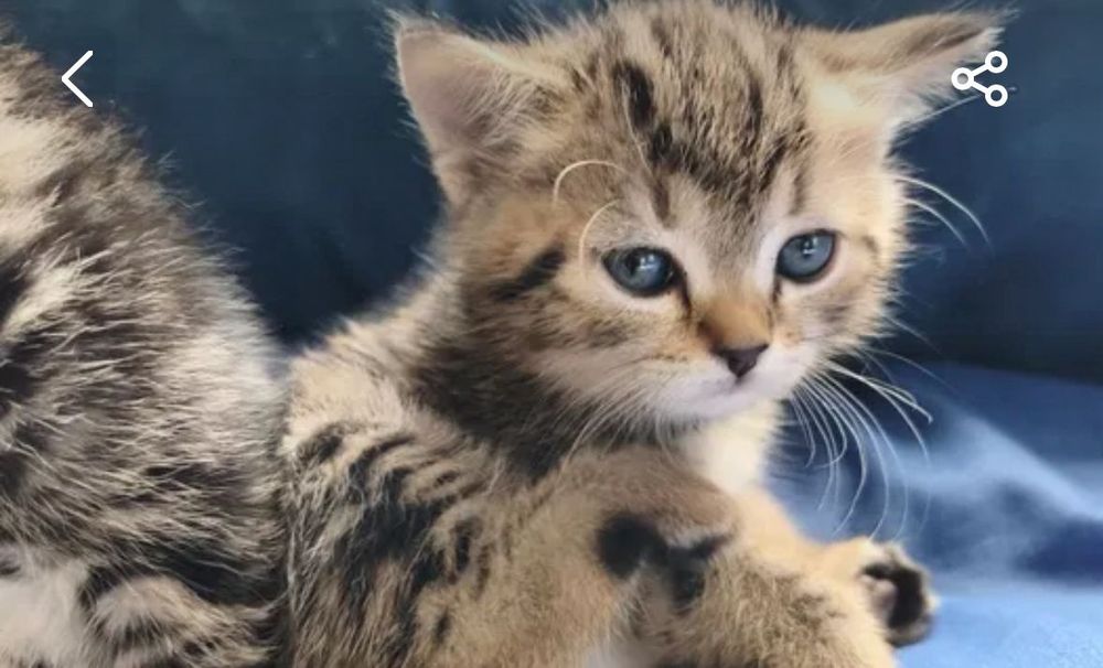 Котята Шотландцы