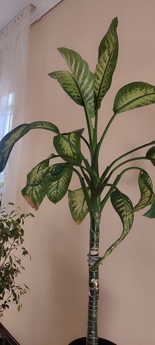 Срочно продаётся комнатная растения