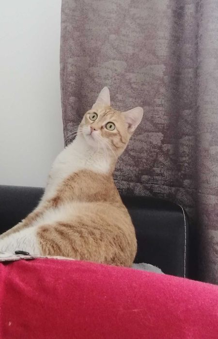 Отдам в хорошие руки кота