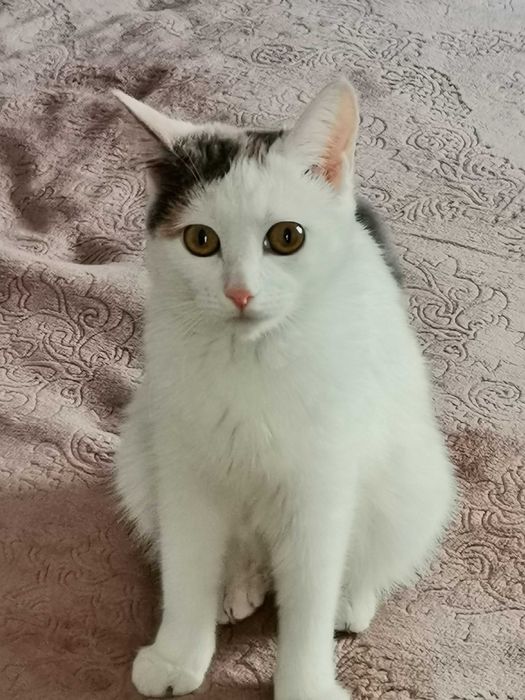 Отдам стирилизованную кошечку 9месяцев