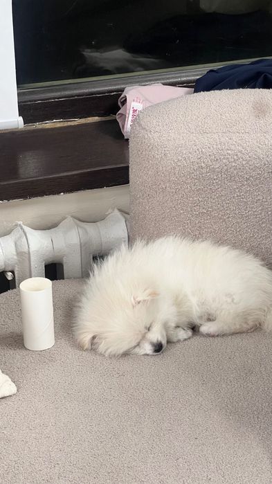 Померанский шпиц