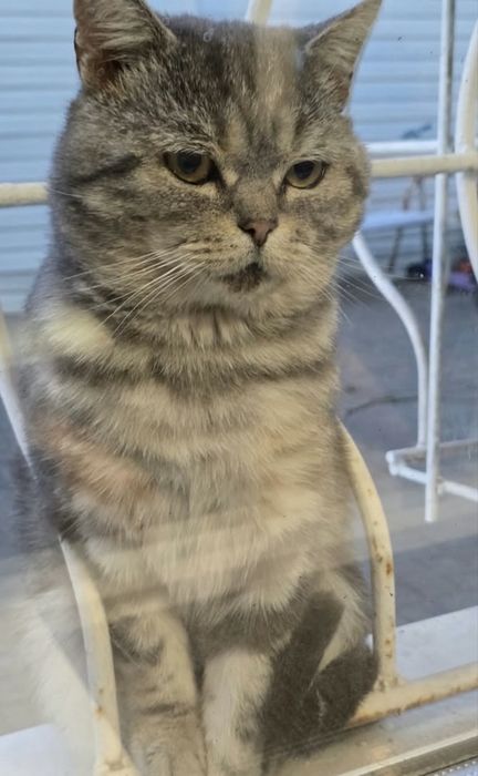 Срочно отдам котика в добрые руки