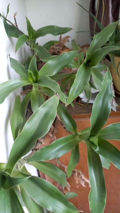 Золотой ус лечебный