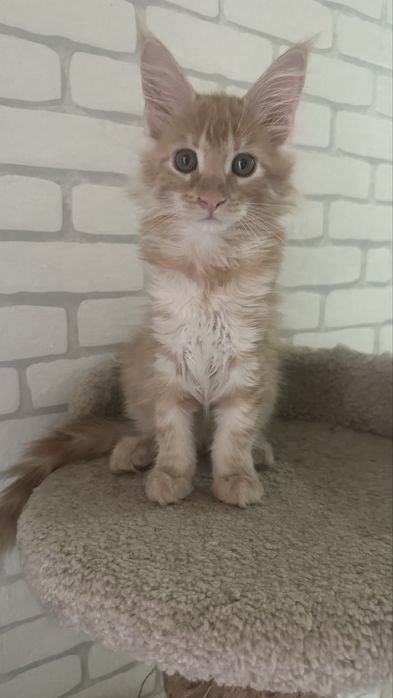 Гиганты!Котята! Мейн-Кун!