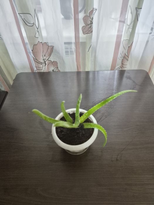 Продается домашний цветок