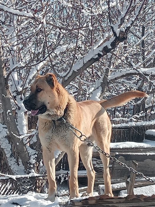 Продам    алабая