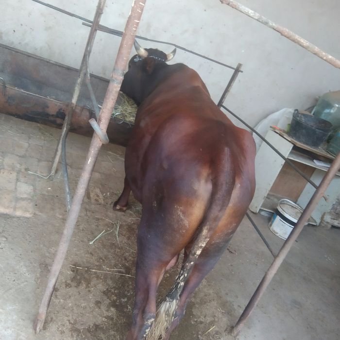 Ikkala buqani sotaman kelish tirib ham beramiz