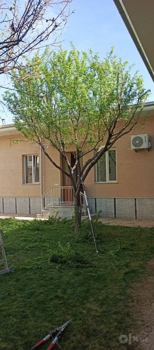 Daraxt kesish 24/7  дарахт кесиш 24/7 Обрезка деревьев спилит деревия