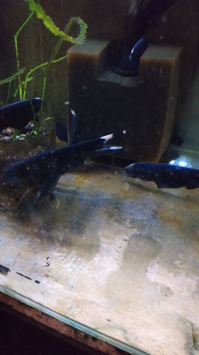 Продам Аквариумную рыбку