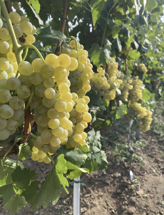 Struguri de vin
