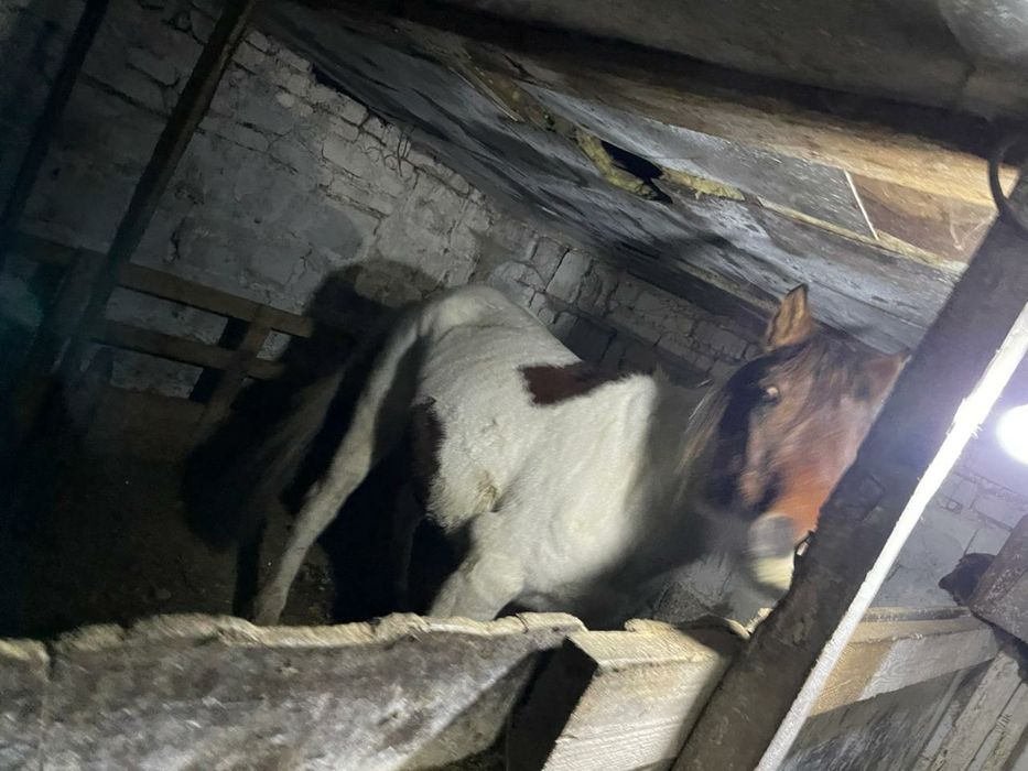 Бие Сатылады буаз