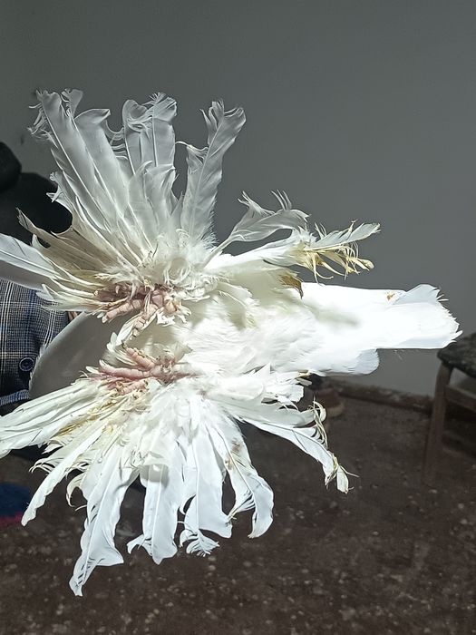 На продажу выставлены настоящие джизакские голуби