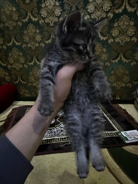 Mushuk xadyaga beriladi